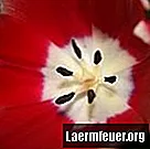 Hvordan dyrke tulipanpærer i vann