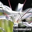 كيف ينمو العنكبوت زنبق