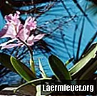 Како узгајати орхидеје у балеги