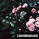 Ako pestovať malý ružový ker