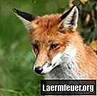 Kako uživati ​​u kožama lisica i rakuna