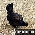 Wie man einen schwarzen polnischen Hahn von einem Huhn unterscheidet