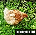 Zelfgemaakte voer- en drinkbakken voor kippen maken