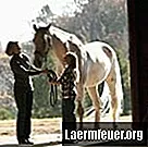 Come posso impedire al mio cavallo di provare a prendermi a calci?