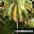 Kā pagatavot papīra kokosriekstu koku