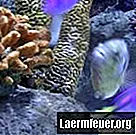 איך מכינים אלמוגים מלאכותיים