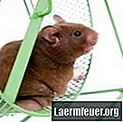 Cara membuat tali untuk hamster