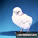Hur man gör en kycklinguppfödare