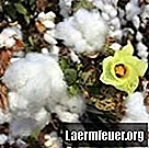 Pestovanie bavlny v interiéroch