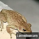 Embryonal utvikling av frosker
