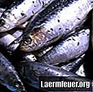 Tipy pro používání sardinek jako rybářské návnady