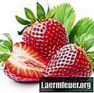 Olika typer av jordgubbar