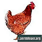 Kas izraisa nepārtrauktu spalvu zudumu vistām?