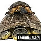 Was Schildkröten essen