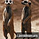 Τι τρώνε οι meerkats;