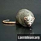Alergija na blato podgan