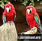 Cibo tossico per pappagalli