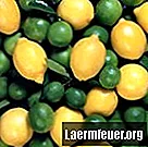 Alternatívy k citrónovým listom Kaffir