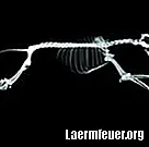 Anatomie du squelette du chien