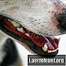 Σταφυλοκοκκικά αντιβιοτικά σε σκύλους
