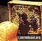 Manfaat Kesihatan dari Sarang Lebah