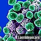Caractéristiques de Staphylococcus epidermidis