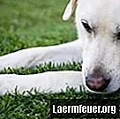 Причины потери обоняния у собак