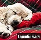 Honden: symptomen van galblaasaanvallen