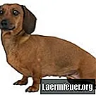 دورة التكاثر من كلب ألماني صغير