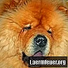 Chow Chow Dog and Hip Dysplasia