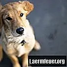 التهاب القولون الكلاب