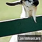 Как да помогнете на козата си, ако има подут корем