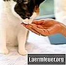 Wie füttert man eine ältere Katze, die sich weigert, Wasser zu essen und zu trinken?