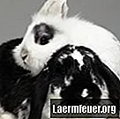 Comment appliquer l'ivermectine par voie topique sur les lapins?