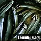 Hur man äter en kallvattenfisk med mycket omega 3
