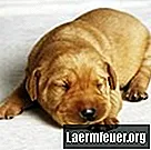 Hoe zorg je voor pasgeboren labrador-puppy's