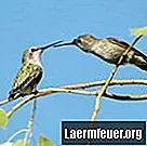 Jak se starat o kolibříka