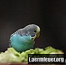 Πώς να φροντίζετε έναν άρρωστο Parakeet