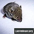 एक पिल्ला चूहे की देखभाल कैसे करें