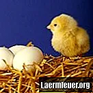 Come curare un pollo che mangia le proprie uova