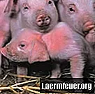 Hoe een varkenspuppy flesvoeding te geven