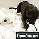 Hur man stoppar en hund från att tugga en toalettmatta