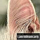 猫の耳を包帯する方法