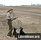 Wie man eine Klärgrube für Hundeabfälle herstellt