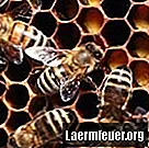 Hogyan lehet tudni, hogy allergiás-e a méhpempőre?