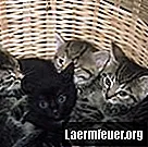 Cuidando gatos lactantes