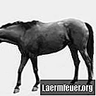 Lieči anhidrózu koní