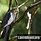 Θεραπείες για διάρροια σε parakeets