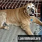 Дозировка метронидазола для собак