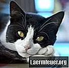Τι είναι η μιλιακή δερματίτιδα στις γάτες;